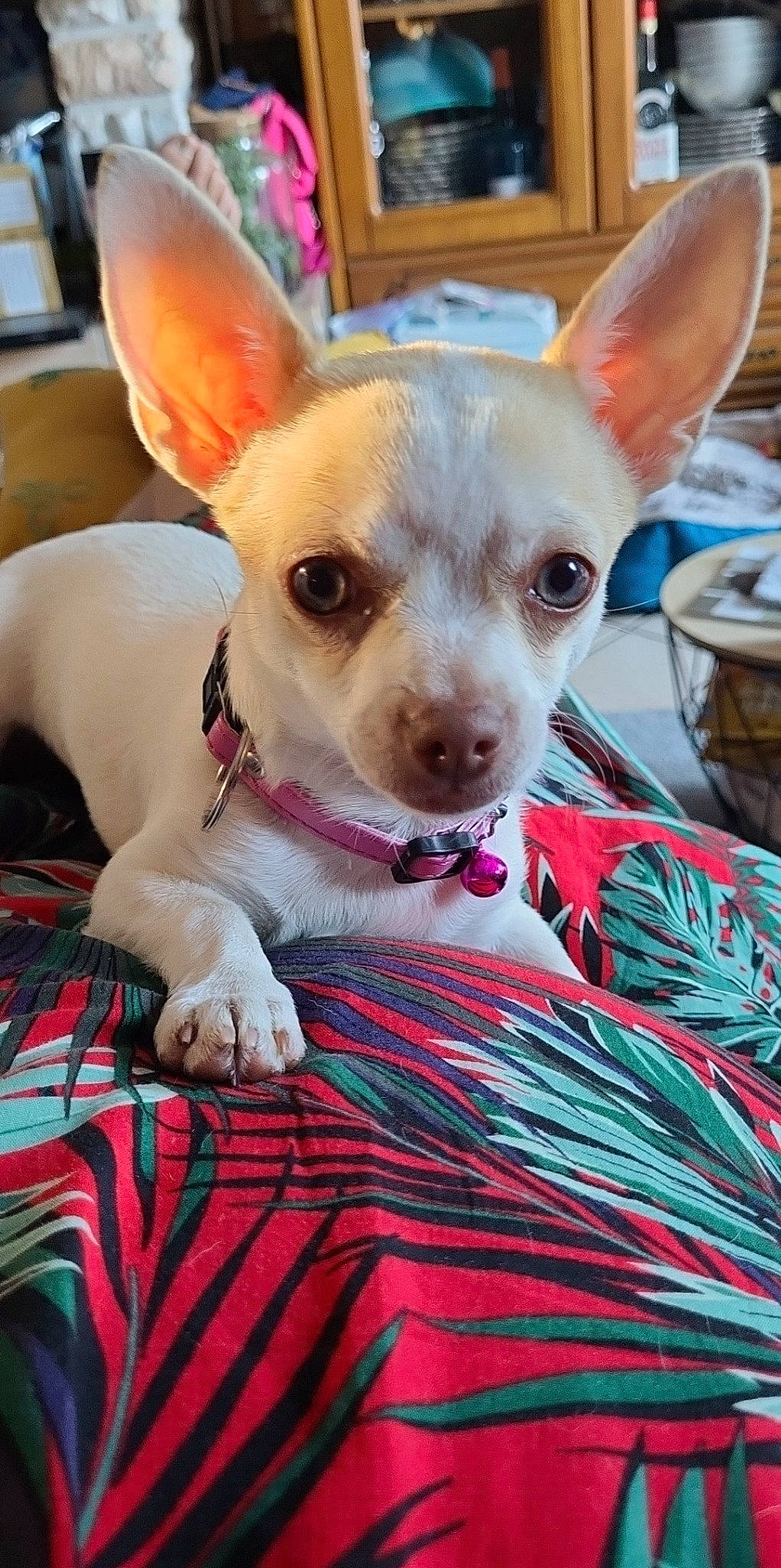 Tara