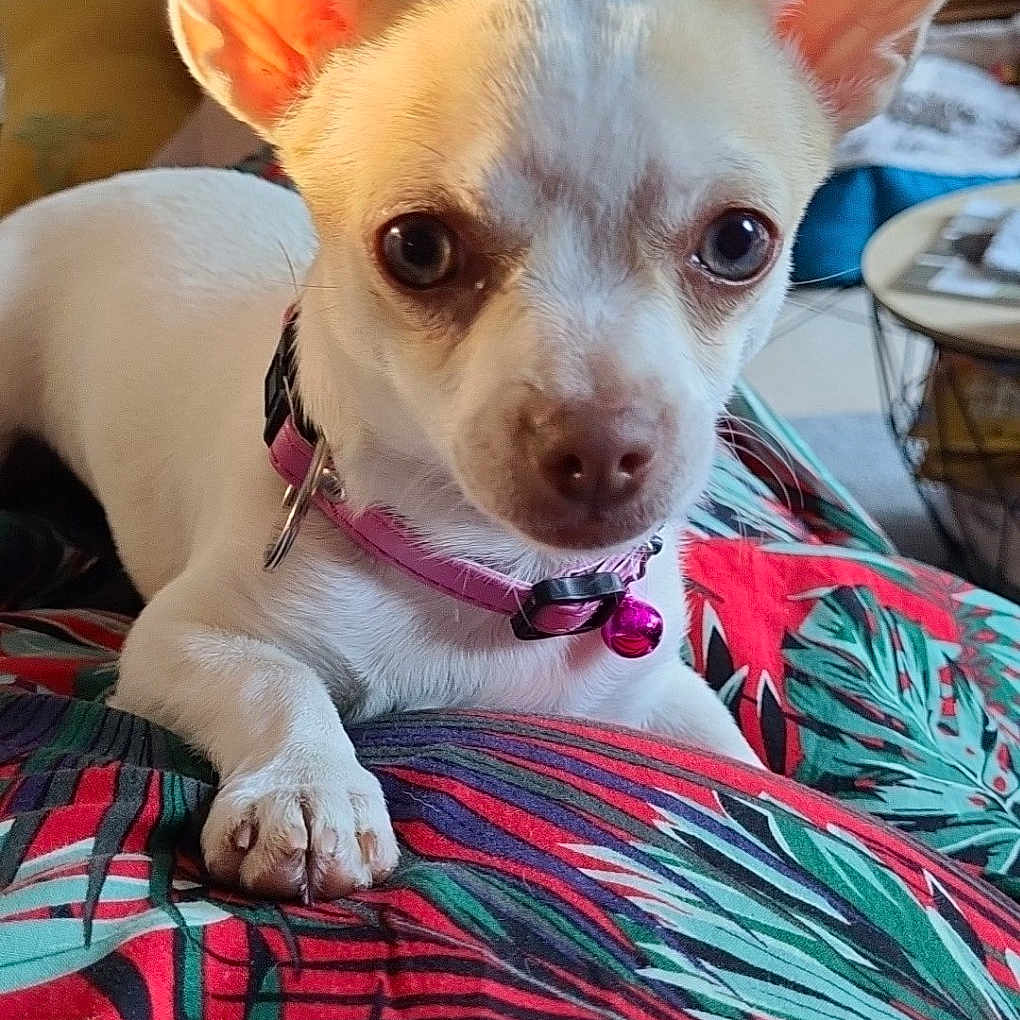 Tara