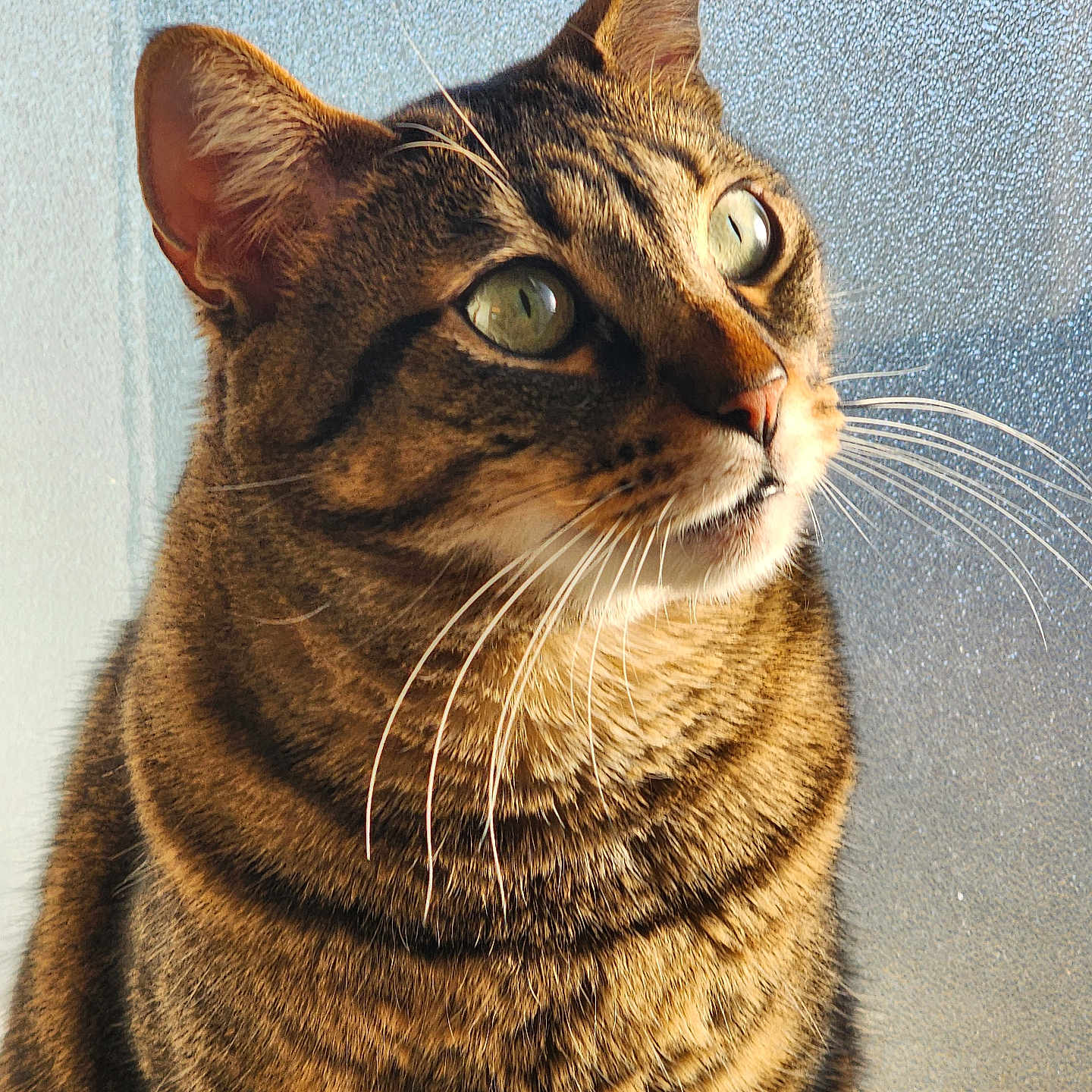 Smokey is registered to the contest to win money with this photo: abyssinian, animal, cat, egyptiancat, manx, pet