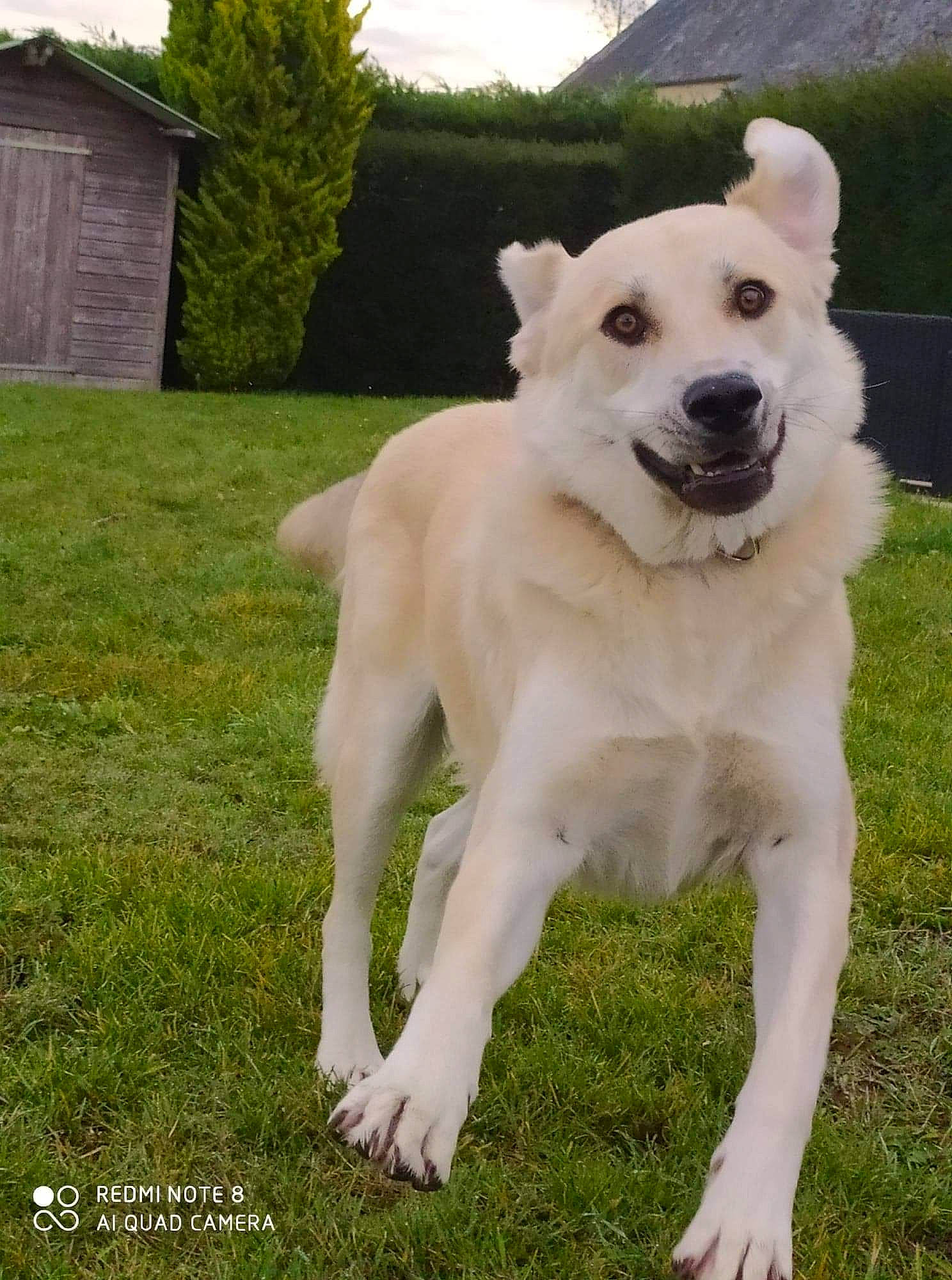 Yogui a rejoint le concours — aidez-le/la à gagner de superbes lots ! akbash_dog, ancient_dog_breeds, berger_blanc_suisse, canaan_dog, canidae, carnivore, companion_dog, dog, dog_breed, hokkaido, kintamani, kishu, korean_jindo_dog, labrador_husky, mammal, pungsan_dog, rare_breed_dog, sporting_group, vertebrate, white_shepherd