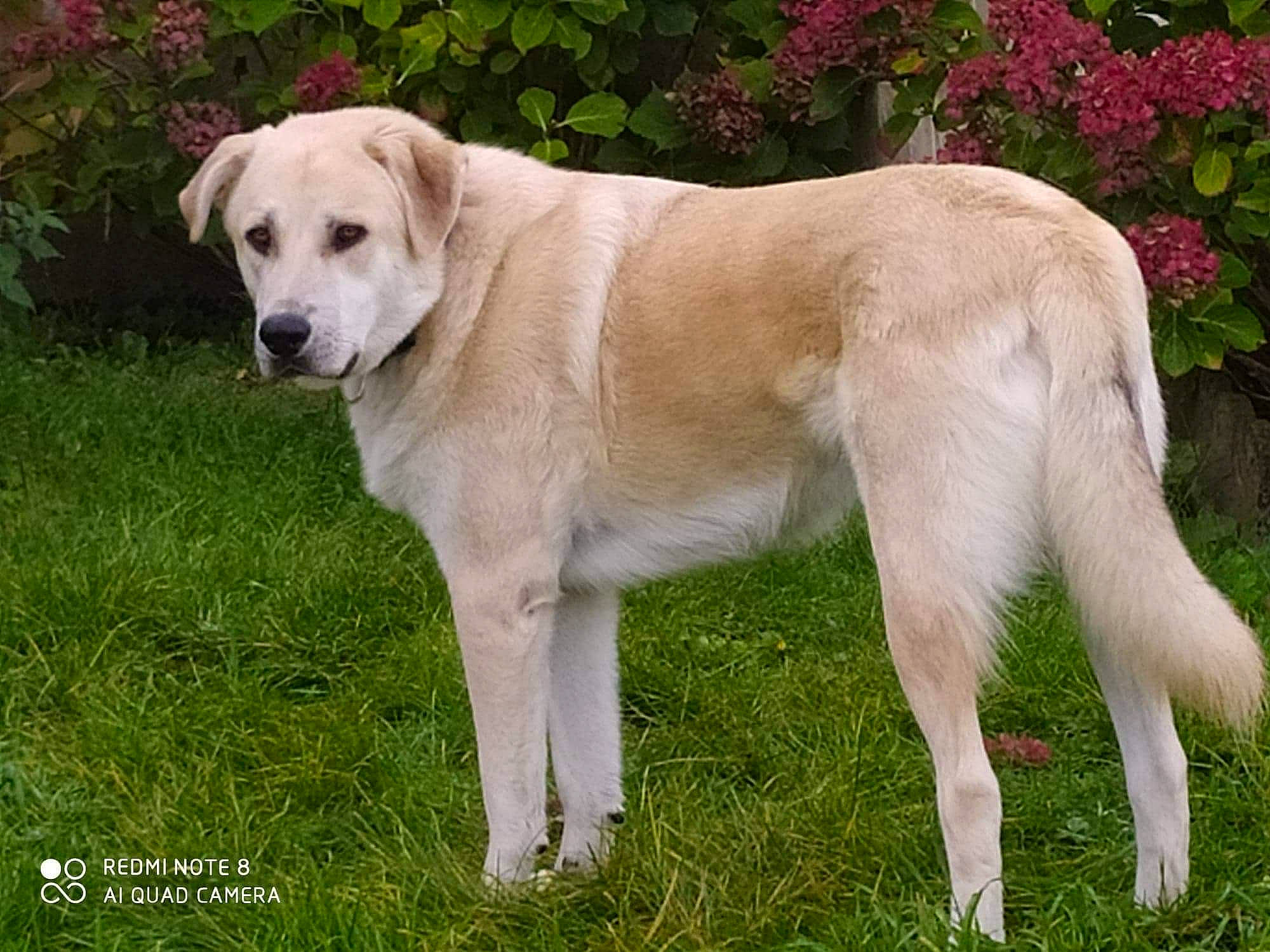 Yogui a rejoint le concours — aidez-le/la à gagner de superbes lots ! akbash_dog, anatolian_shepherd_dog, ancient_dog_breeds, canidae, carnivore, companion_dog, dog, dog_breed, fawn, labrador_retriever, livestock_guardian_dog, mammal, rare_breed_dog, retriever, slovak_cuvac, sporting_group, vertebrate