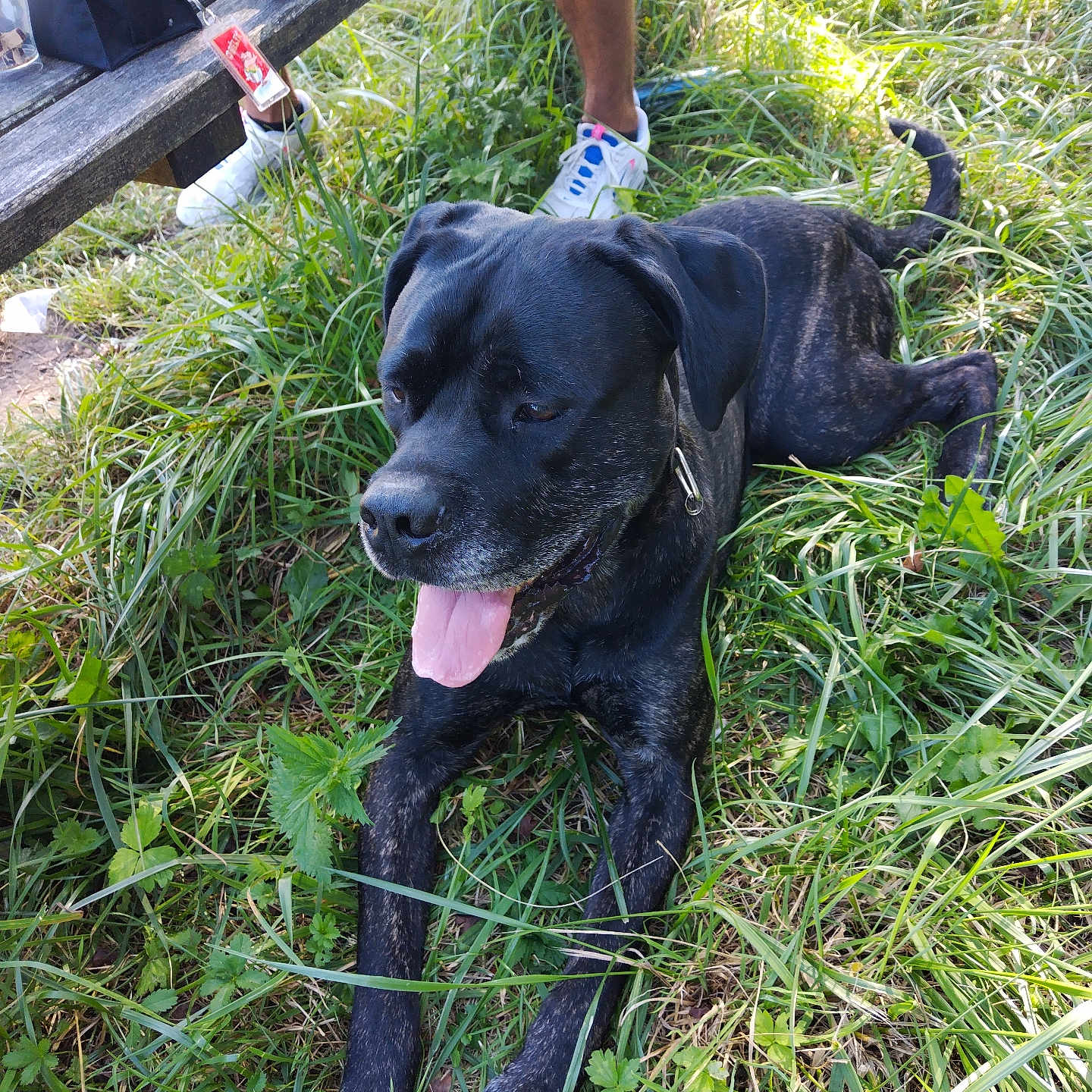 Hades a rejoint le concours — aidez-le/la à gagner de superbes lots ! accessories, adult, animal, bag, bench, canine, clothing, dog, footwear, furniture, grass, handbag, male, man, person, pet, plant, runningshoe, shoe, sneaker