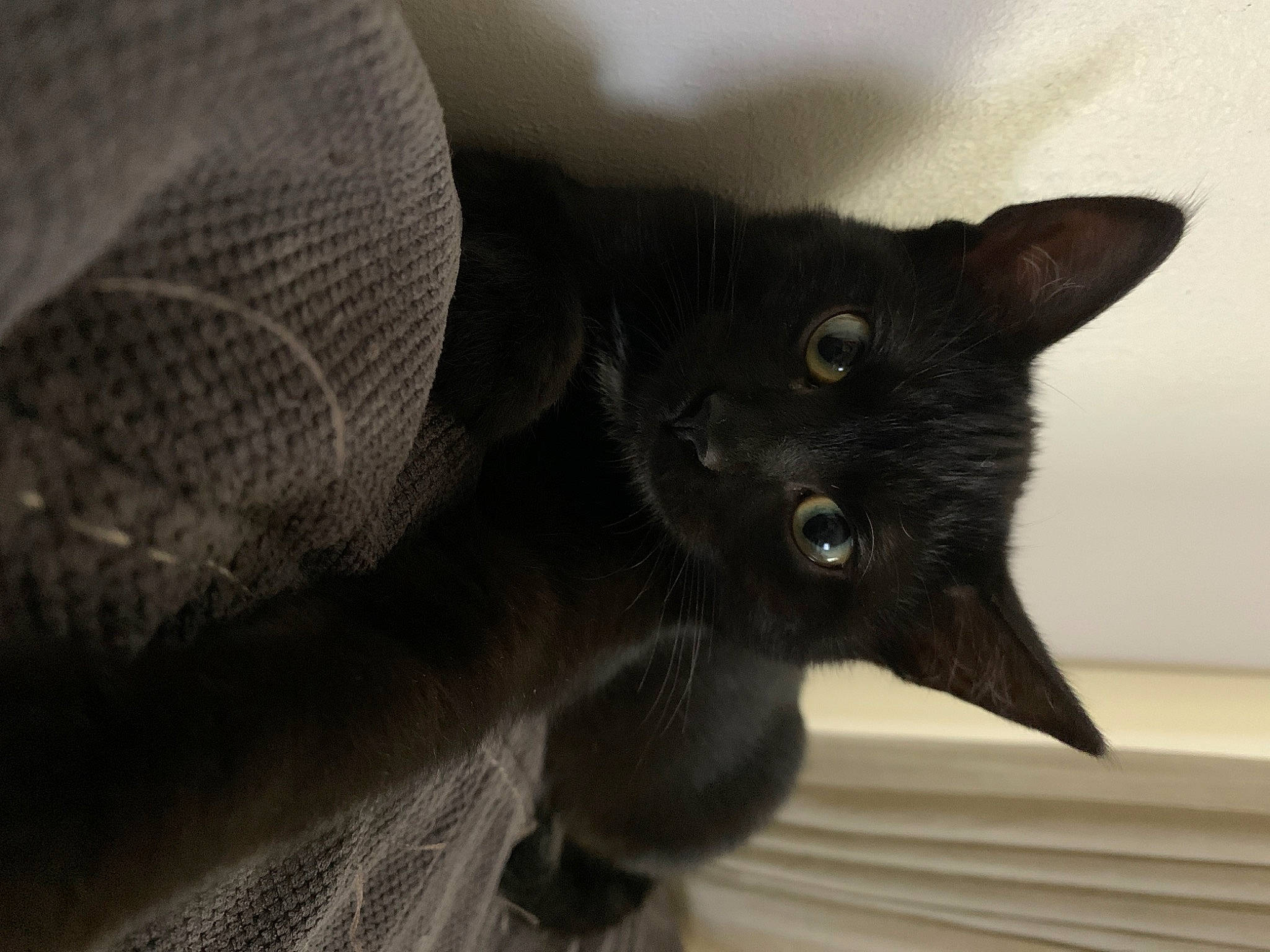 Tokyo participe au concours pour gagner de l'argent avec cette photo : black_cat, bombay, carnivore, cat, claw, comfort, domestic_short_haired_cat, felidae, fur, grey, havana_brown, small_to_medium_sized_cats, snout, tail, terrestrial_animal, whiskers, wood