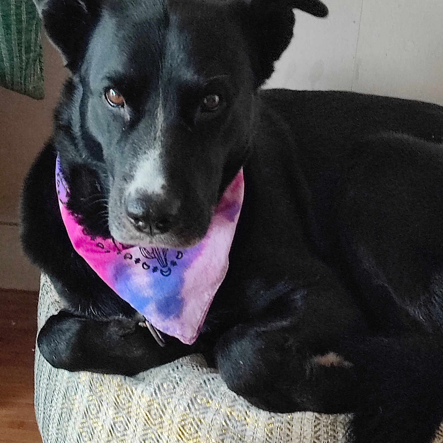 Bira participe au concours pour gagner de l'argent avec cette photo : accessories, animal, ball, bandana, canine, chair, couch, cushion, dog, furniture, headband, homedecor, hound, husky, labradorretriever, pet, puppy, sport, tennis, tennisball