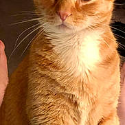 Frisky joined the competition — help win amazing prizes! cat, orange_tabby, pet, feline, whiskers, indoor, fur, close_up, animal, cute, domestic_cat, mammal, face, ears, eyes, sitting, white_chest, tabby_pattern, person, foot