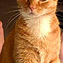 cat, orange_tabby, pet, feline, whiskers, indoor, fur, close_up, animal, cute, domestic_cat, mammal, face, ears, eyes, sitting, white_chest, tabby_pattern, person, foot