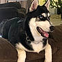 Blu is registered to the contest to win money with this photo: dog, siberian_husky, pet, indoor, couch, brown_couch, living_room, christmas_tree, holiday_decor, fur, canine, tongue_out, relaxed, ears_up, collar, black_and_white, blue_eyes, happy, household, furniture