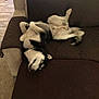 Blu joined the competition — help win amazing prizes! dog, husky, couch, upside_down, relaxed, indoor, pet, fur, canine, sleeping, brown, black, white, collar, home, floor, carpet, furniture, paw, tail