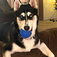Blu is registered to the contest to win money with this photo: dog, siberian_husky, blue_eyes, ball, couch, indoor, living_room, pet, animal, fur, black_and_white, playful, relaxed, toy, canine, home, carpet, furniture, curtains, christmas_tree