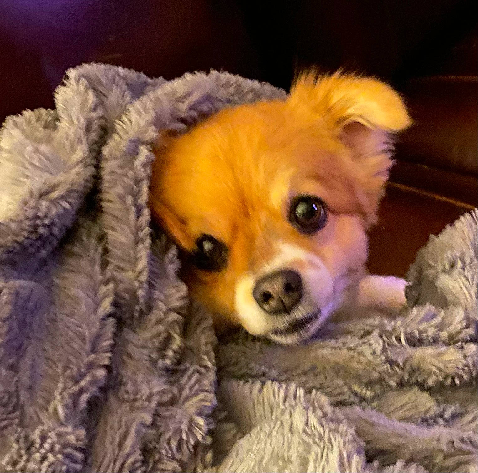 Amber is registered to the contest to win money with this photo: canidae, carnivore, chihuahua, companion_dog, corgi_chihuahua, dog, dog_breed, dog_supply, ear, fawn, fur, liver, non_sporting_group, paw, snout, sporting_group, tibetan_spaniel, toy, toy_dog, whiskers