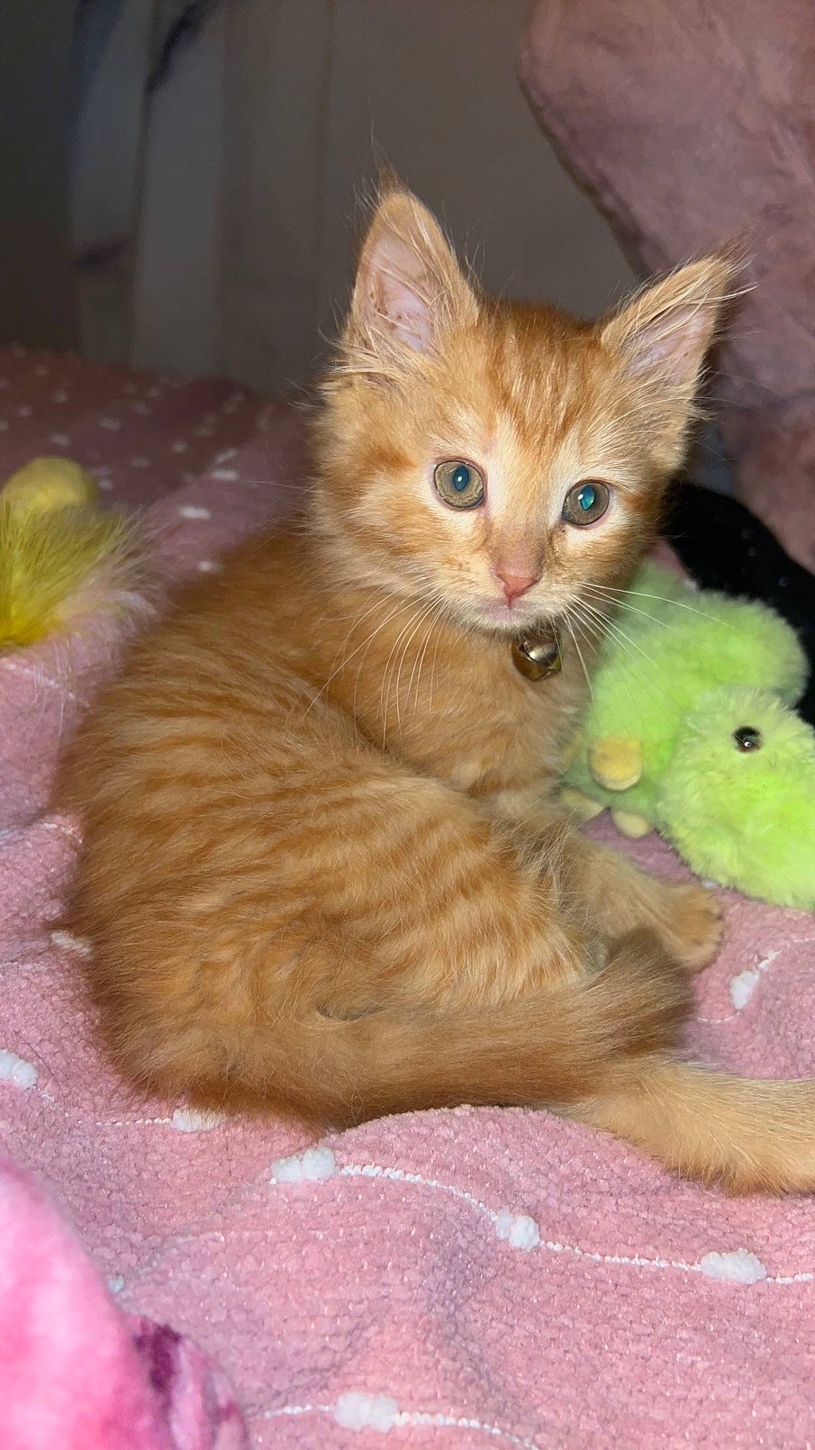 Nala is registered to the contest to win money with this photo: carnivore, cat, cat_toy, claw, domestic_short_haired_cat, fawn, felidae, fur, paw, small_to_medium_sized_cats, snout, stuffed_toy, tail, terrestrial_animal, toy, whiskers