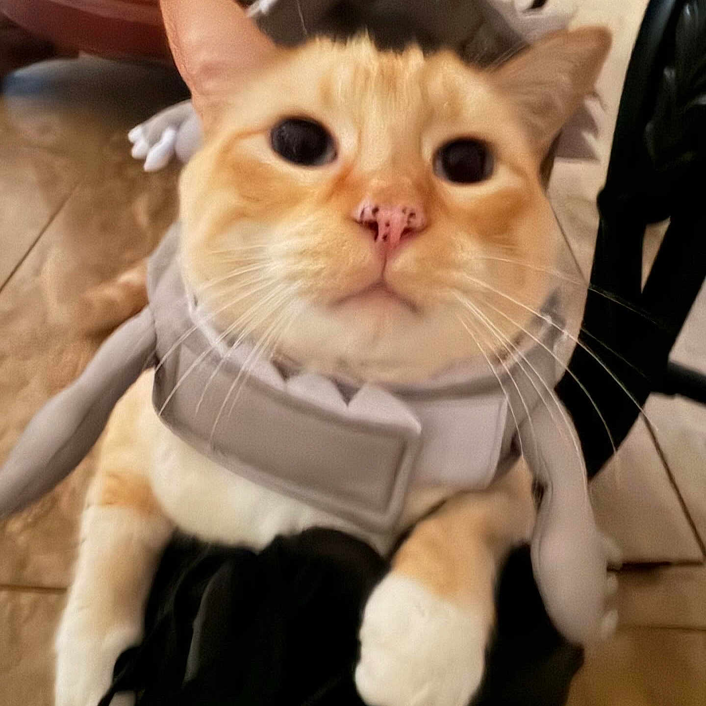 Cheeto joined the competition — help win amazing prizes! animal, animal_portrait, cat, close_up, costume, cute, domestic_cat, eyes, floor, funny, furniture, indoor, looking_at_camera, nose, orange_cat, pet, pet_clothing, shark_costume, whiskers, white_paws