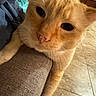 Cheeto is registered to the contest to win money with this photo: animal, armrest, cat, close_up, couch, curious, domestic_animal, eye, feline, floor, fur, indoor, mammal, nose, orange_cat, paw, pet, tile_floor, whisker, whiskers