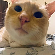 Cheeto joined the competition — help win amazing prizes! animal, background_cat, bed, cat, close_up, curious, cute, ears, eyes, feline, household, indoor, lying_down, orange_cat, patterned_bedspread, pets, pink_nose, relaxed, soft_lighting, whiskers