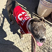 Luna joined the competition — help win amazing prizes! dog, pet, animal, jersey, red_clothing, tongue_out, sunlight, shadow, concrete, outdoor, leash, playful, happy, canine, fence, daylight, cute, friendly, standing, closeup