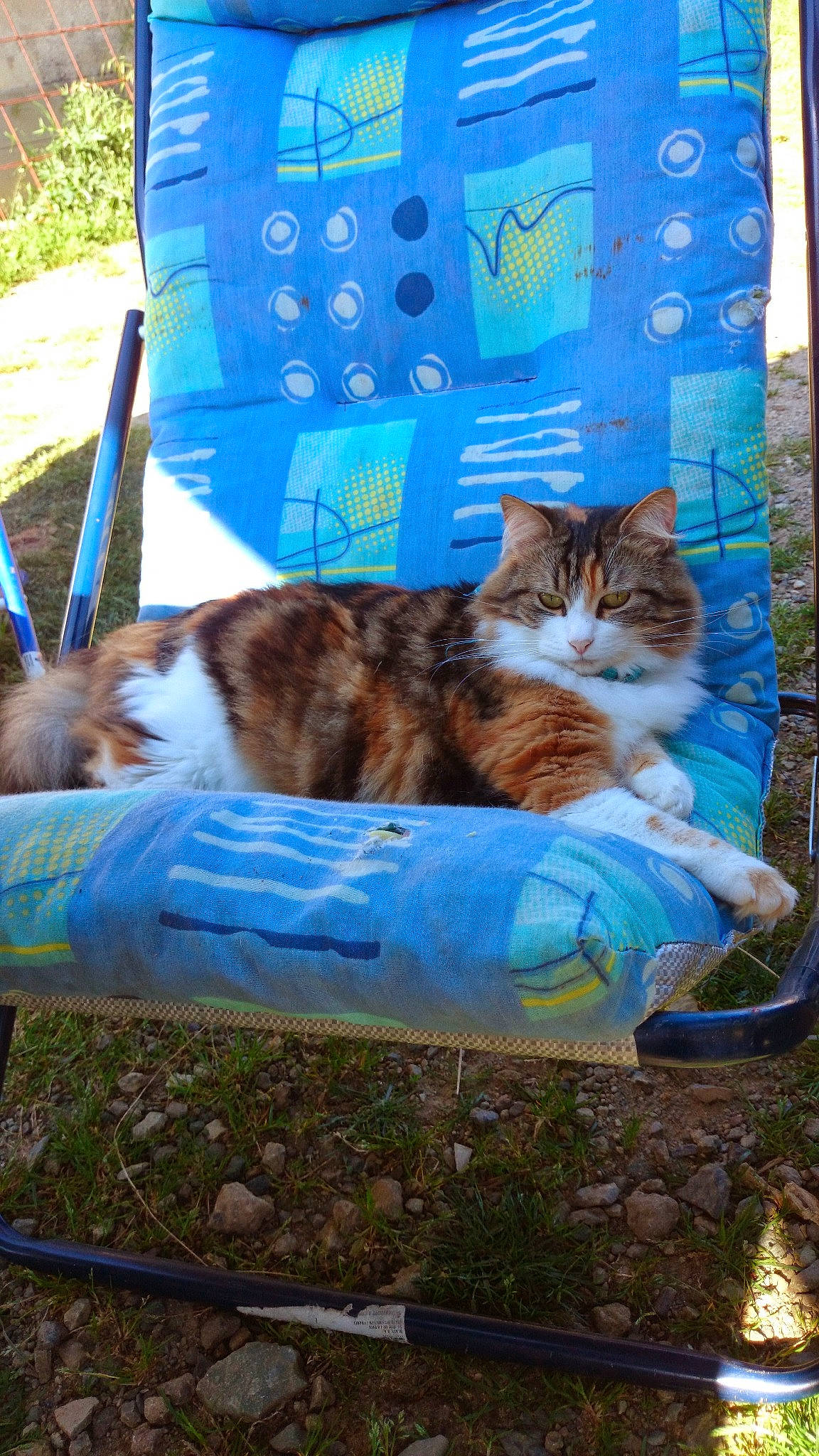 Bella Alias Chouchou