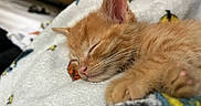 Mango joined the competition — help win amazing prizes! kitten, orange_cat, sleeping, close_up, furry, pet, animal, cozy, blanket, soft, indoor, cute, resting, whiskers, paw, fur, young, domestic_cat, peaceful, relaxation