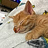 kitten, orange_cat, sleeping, close_up, furry, pet, animal, cozy, blanket, soft, indoor, cute, resting, whiskers, paw, fur, young, domestic_cat, peaceful, relaxation