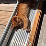 Mango is registered to the contest to win money with this photo: kitten, orange_tabby, cat, sunlight, stretching, indoor, sliding_door, wood_floor, metal_floor, pet, cute, feline, small, fur, animal, relaxing, sunbeam, home, daylight, adorable
