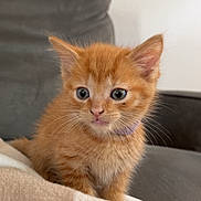 Mango is registered to the contest to win money with this photo: kitten, cat, orange_cat, pet, cute, animal, feline, young, small, indoor, blanket, couch, fur, whiskers, ears, eyes, domestic_animal, resting, cozy, soft