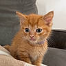 kitten, cat, orange_cat, pet, cute, animal, feline, young, small, indoor, blanket, couch, fur, whiskers, ears, eyes, domestic_animal, resting, cozy, soft