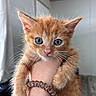 Mango is registered to the contest to win money with this photo: kitten, orange_cat, blue_eyes, whiskers, fur, pet, hand, indoor, curious, young_cat, close_up, cute, animal, mammal, domestic_cat, feline, portrait, small, holding, friendly