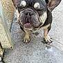 Smokey joined the competition — help win amazing prizes! french_bulldog, dog, pet, canine, animal, outdoor, concrete_floor, ears, closed_eyes, smile, face, paw, short_hair, wrinkles, cute, small_dog, standing, front_view, domestic_animal, close_up