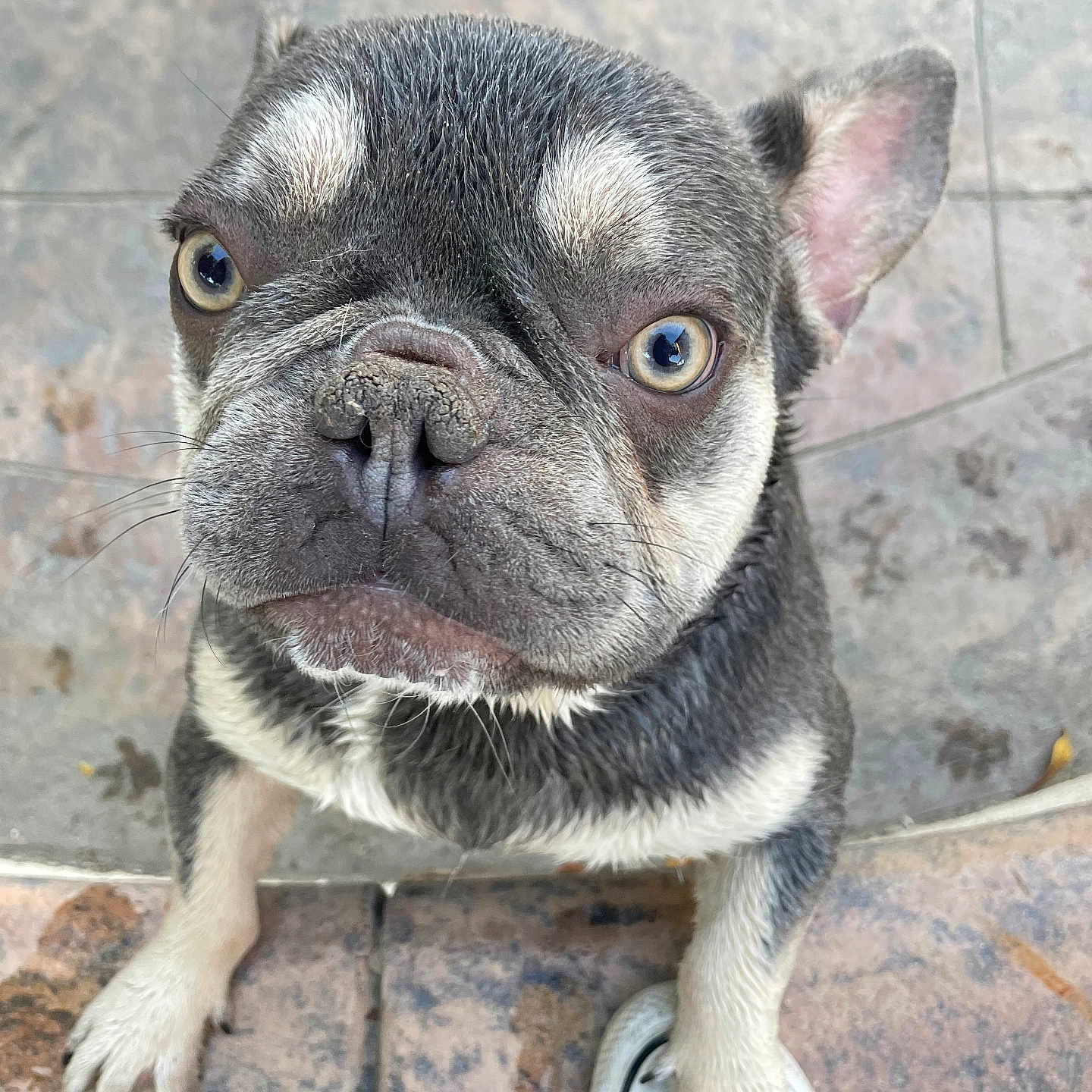 Smokey joined the competition — help win amazing prizes! animal, black_and_white, close_up, cute, dog, ears, expression, french_bulldog, fur, looking_up, nose, outdoor, paw, pet, puppy, shoe, small_dog, sneaker, stone_floor, whiskers