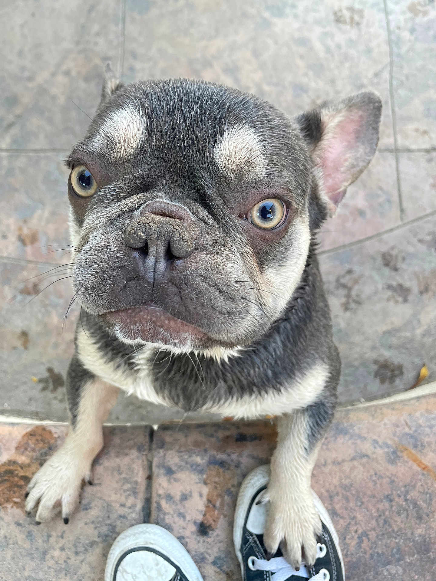 Smokey joined the competition — help win amazing prizes! dog, french_bulldog, puppy, paw, shoe, sneaker, close_up, looking_up, outdoor, stone_floor, pet, animal, cute, small_dog, black_and_white, fur, ears, nose, whiskers, expression