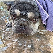 Smokey is registered to the contest to win money with this photo: dog, french_bulldog, wet, bath, towel, puppy, close_up, soap_bubbles, water, paw, animal, pet, outdoor, face, expression, fur, canine, head, grooming, hand