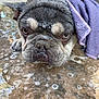 dog, french_bulldog, wet, bath, towel, puppy, close_up, soap_bubbles, water, paw, animal, pet, outdoor, face, expression, fur, canine, head, grooming, hand
