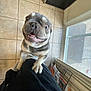 Smokey is registered to the contest to win money with this photo: dog, puppy, bulldog, tile_floor, indoor, playful, pet, smiling, excited, close_up, front_paws, looking_up, mouth_open, tongue, light, glass_door, home, person, black_clothing, cage