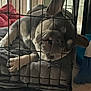 dog, crate, blanket, indoor, pet, resting, cage, floor, broom, towel, relaxed, animal, paw, ear, snout, fur, domestic, comfort, captive, sleeping