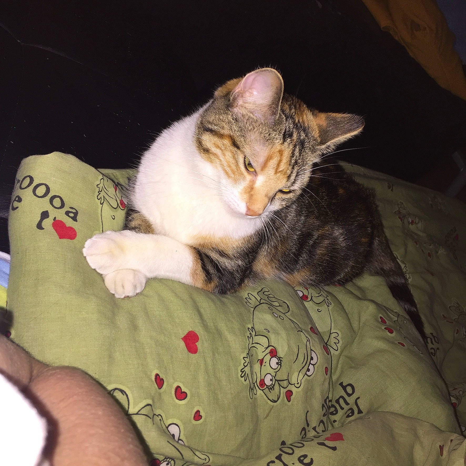 Pêche a rejoint le concours — aidez-le/la à gagner de superbes lots ! aegean_cat, american_wirehair, asian, carnivore, cat, chausie, domestic_short_haired_cat, dragon_li, ear, european_shorthair, felidae, fur, german_rex, hand, kitten, nap, singapura, small_to_medium_sized_cats, tabby_cat, whiskers