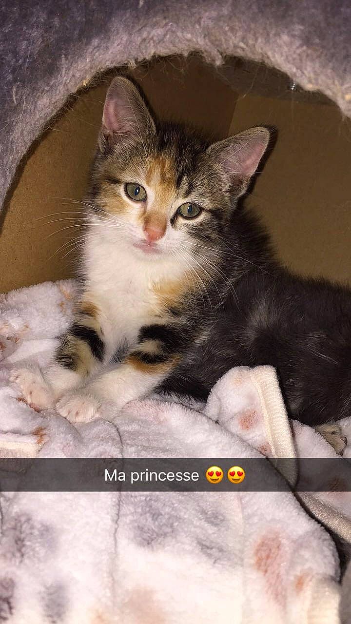 Pêche a rejoint le concours — aidez-le/la à gagner de superbes lots ! aegean_cat, american_shorthair, american_wirehair, asian, carnivore, cat, domestic_short_haired_cat, dragon_li, european_shorthair, felidae, kitten, mammal, norwegian_forest_cat, ojos_azules, photo_caption, polydactyl_cat, small_to_medium_sized_cats, tabby_cat, vertebrate, whiskers