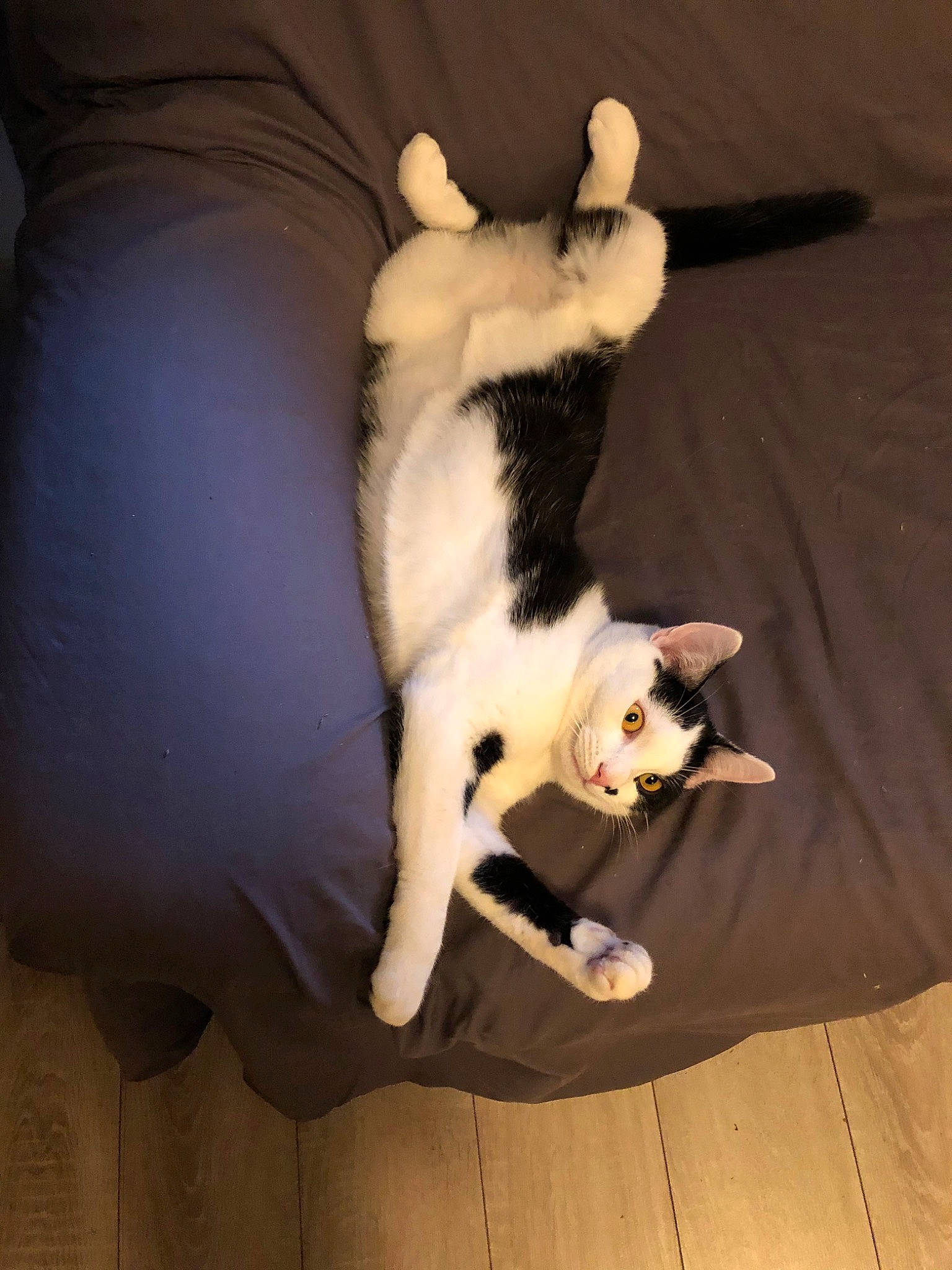 Félix a rejoint le concours — aidez-le/la à gagner de superbes lots ! aegean_cat, american_curl, american_wirehair, carnivore, cat, claw, domestic_short_haired_cat, fawn, felidae, fur, japanese_bobtail, kitten, leg, paw, polydactyl_cat, small_to_medium_sized_cats, tail, whiskers