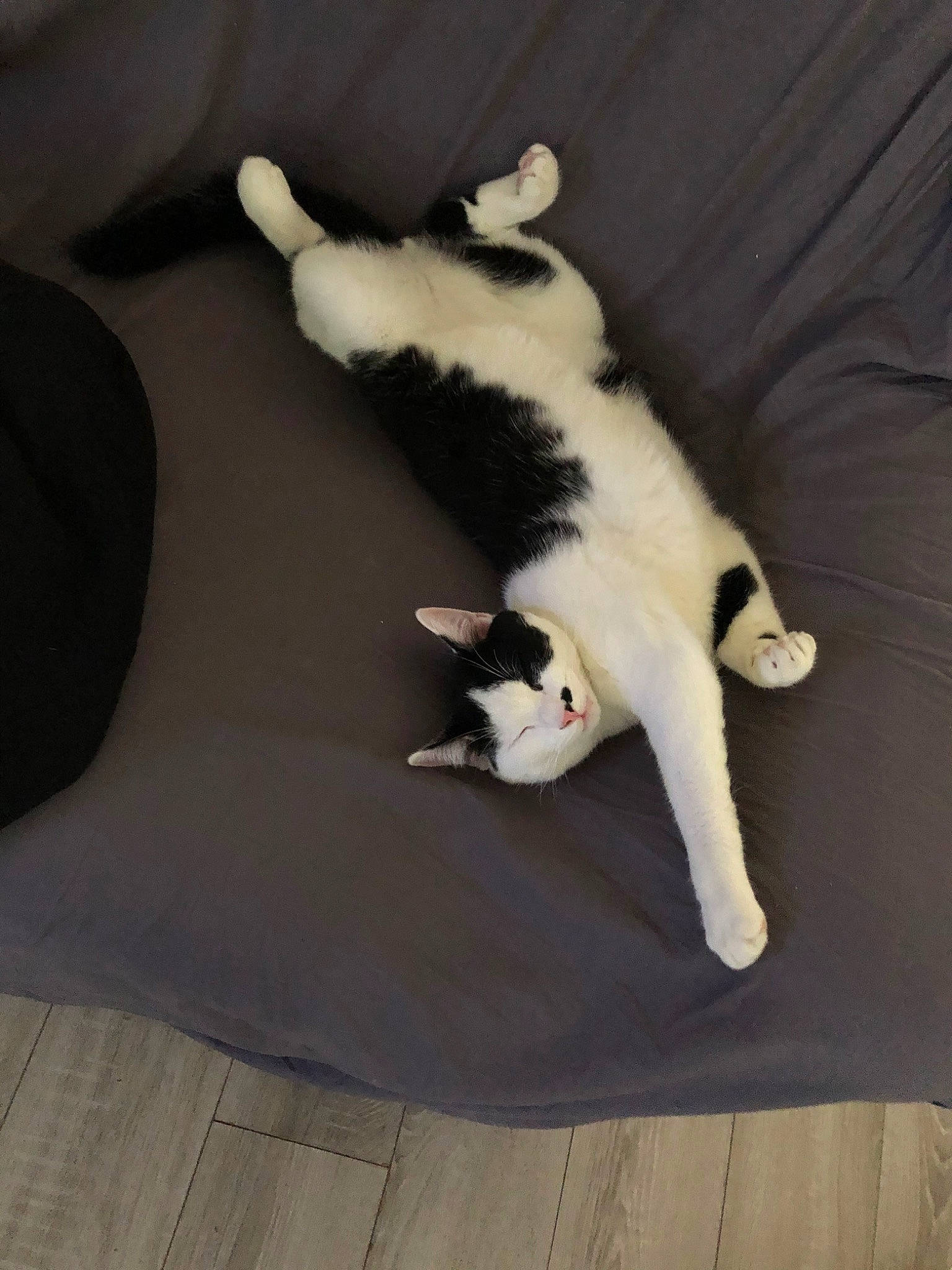 Félix a rejoint le concours — aidez-le/la à gagner de superbes lots ! border_collie, canidae, carnivore, cat, companion_dog, dog, dog_breed, felidae, kitten, paw, polydactyl_cat, puppy, small_to_medium_sized_cats, tail, whiskers