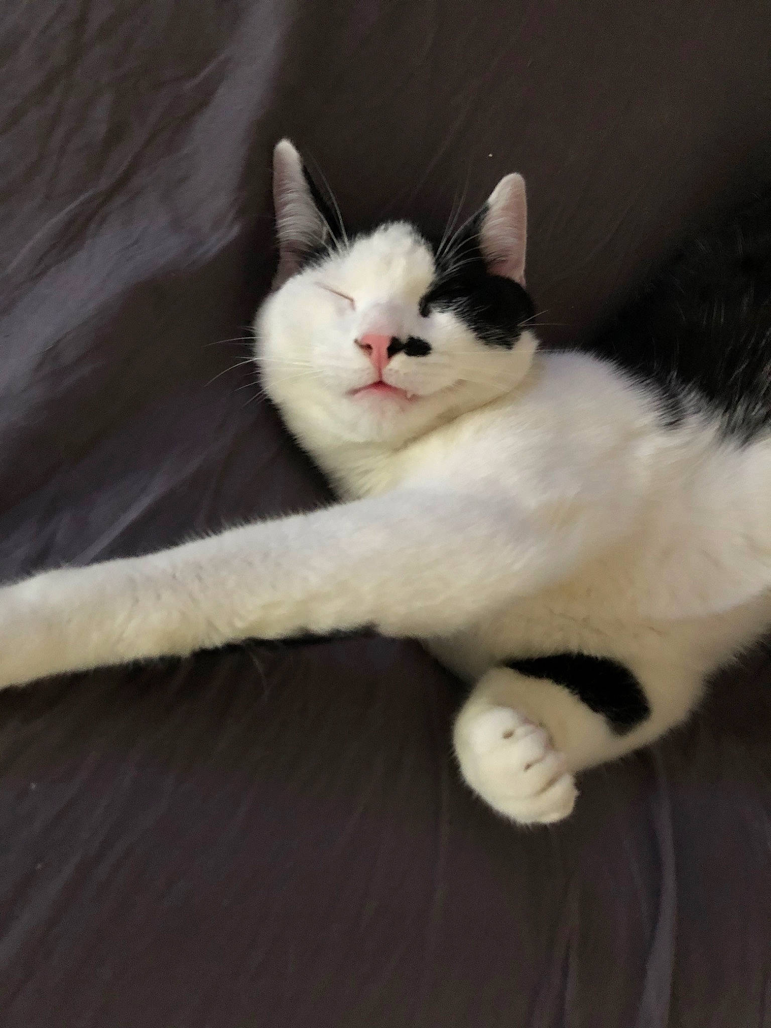 Félix participe au concours pour gagner de l'argent avec cette photo : aegean_cat, american_wirehair, carnivore, cat, domestic_short_haired_cat, eye, fawn, felidae, fur, kitten, mammal, norwegian_forest_cat, paw, polydactyl_cat, small_to_medium_sized_cats, tail, turkish_angora, turkish_van, whiskers