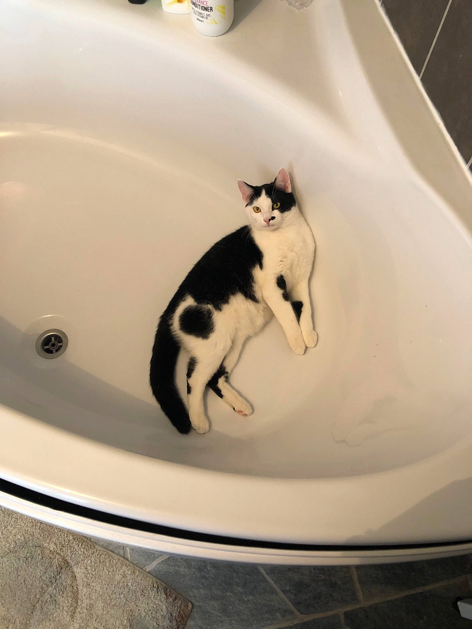 Félix participe au concours pour gagner de l'argent avec cette photo : bathroom, bathtub, bidet, carnivore, cat, felidae, kitten, plumbing, plumbing_fixture, sink, small_to_medium_sized_cats, toilet, toilet_seat, whiskers
