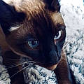 Amy M.