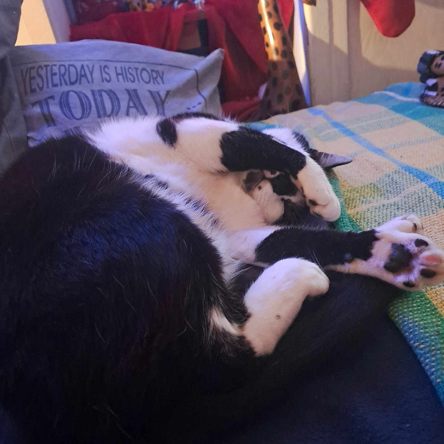 Moustache a rejoint le concours — aidez-le/la à gagner de superbes lots ! animal, architecture, building, cat, christmas, christmasdecorations, clothing, couch, cushion, festival, furniture, giraffe, head, homedecor, hosiery, indoors, livingroom, person, pet, room