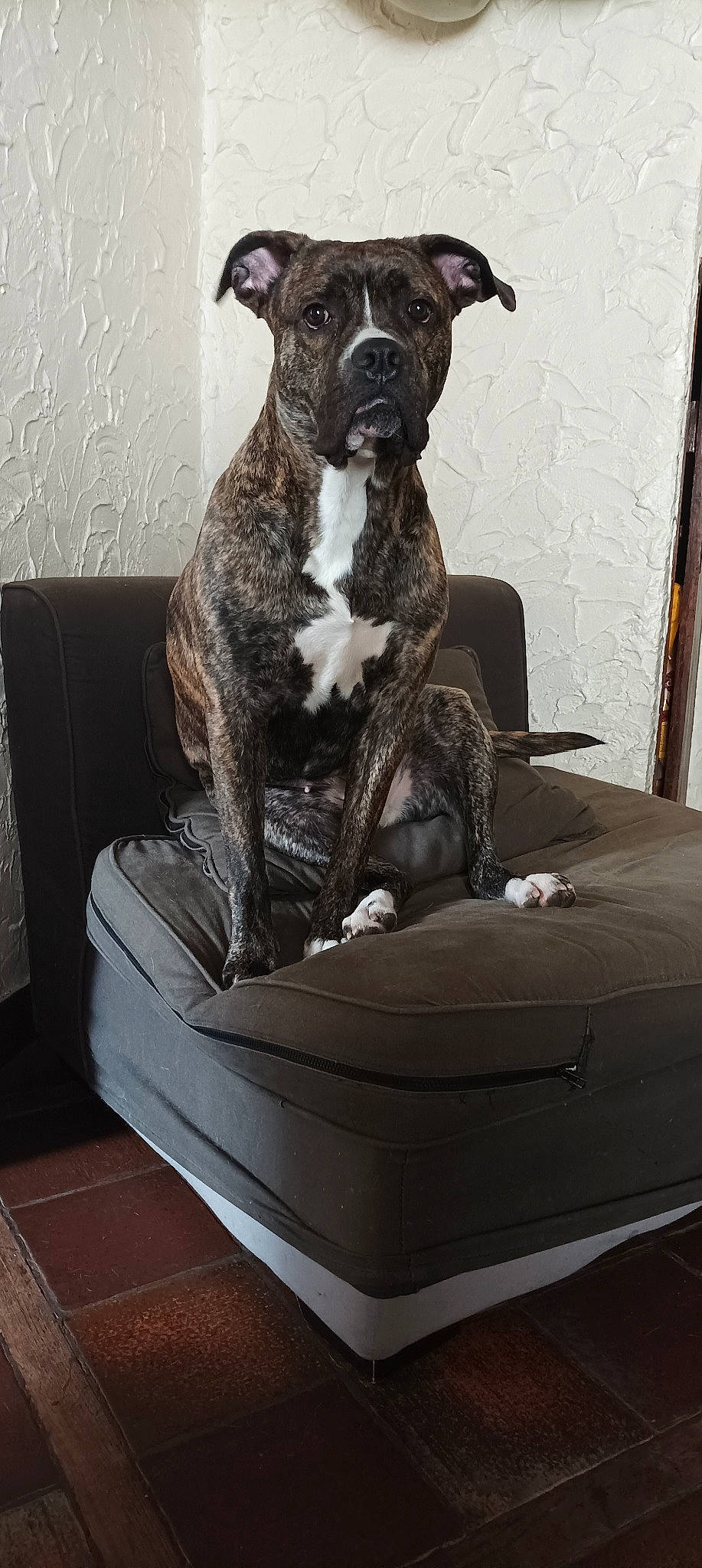 Pryska participe au concours pour gagner de l'argent avec cette photo : art, brown, canidae, carnivore, collar, comfort, companion_dog, dog, dog_breed, dog_collar, fawn, fur, grey, metal, pet_supply, snout, sporting_group, tail, wood, working_animal