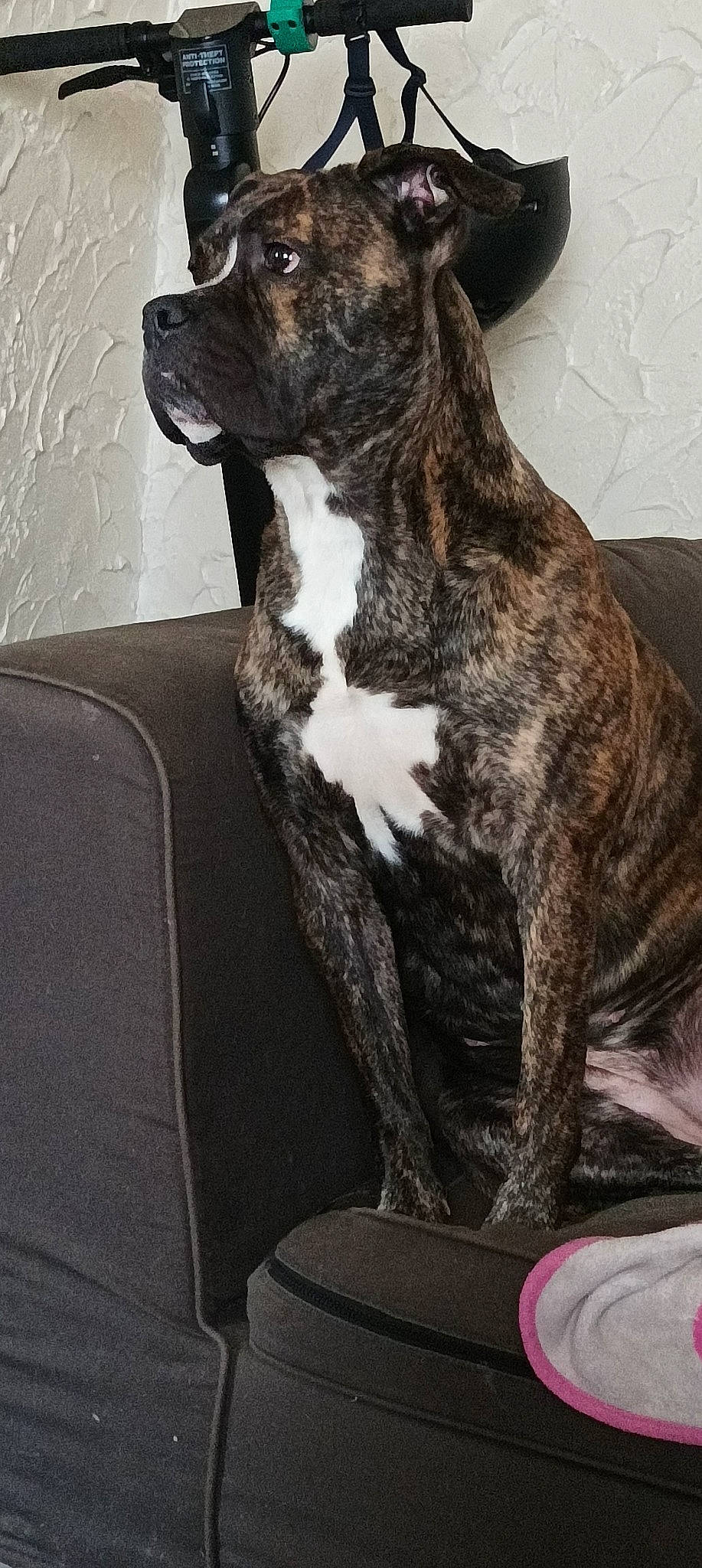 Pryska participe au concours pour gagner de l'argent avec cette photo : ancient_dog_breeds, art, canidae, carnivore, collar, companion_dog, dog, dog_breed, dog_collar, fawn, fur, guard_dog, liver, snout, sporting_group, tail, terrestrial_animal, whiskers, working_animal, working_dog