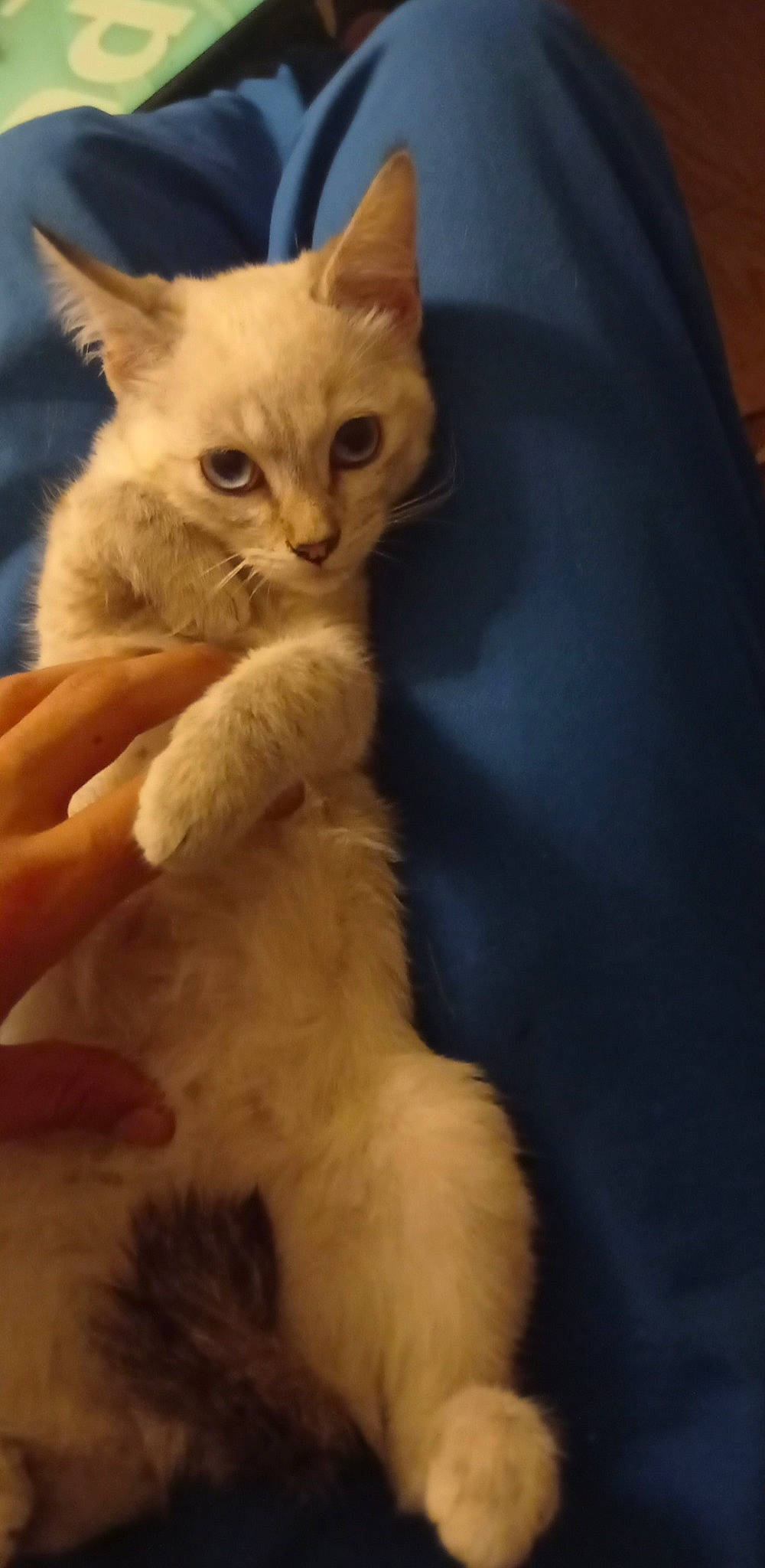 Chelsea a rejoint le concours — aidez-le/la à gagner de superbes lots ! carnivore, cat, claw, comfort, domestic_short_haired_cat, ear, electric_blue, fawn, felidae, fur, gesture, paw, sitting, small_to_medium_sized_cats, snout, tail, whiskers