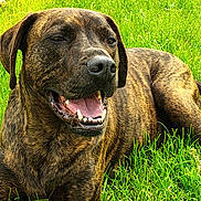 Turner Henry is registered to the contest to win money with this photo: animal, brindle, canine, daytime, dog, friendly, fur, grass, greenery, happy, lying_down, mammal, nature, outdoor, pet, playful, relaxed, smiling, sunlight, tongue_out
