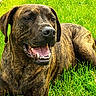 animal, brindle, canine, daytime, dog, friendly, fur, grass, greenery, happy, lying_down, mammal, nature, outdoor, pet, playful, relaxed, smiling, sunlight, tongue_out