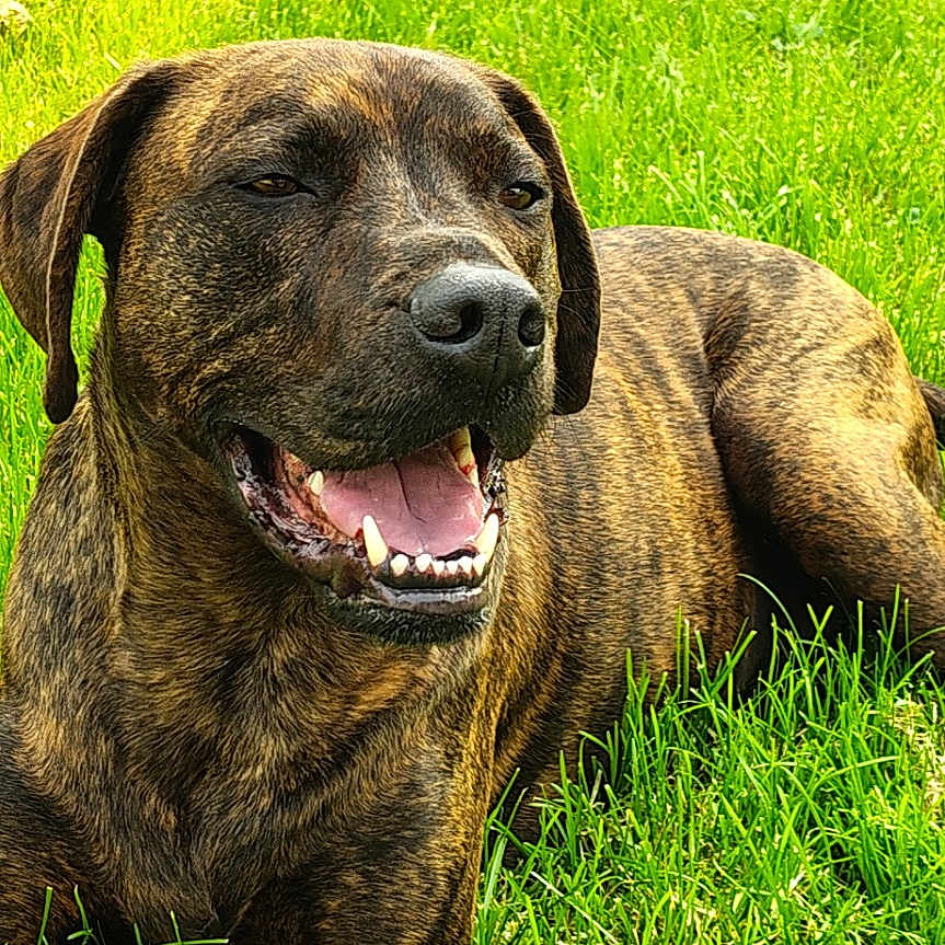 Turner Henry is registered to the contest to win money with this photo: animal, brindle, canine, daytime, dog, friendly, fur, grass, greenery, happy, lying_down, mammal, nature, outdoor, pet, playful, relaxed, smiling, sunlight, tongue_out