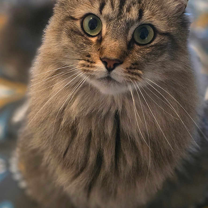Nicky participe au concours pour gagner de l'argent avec cette photo : abyssinian, angora, animal, cat, kitten, manx, pet, siamese