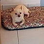 animal, calm, chihuahua, companion, cute, dog, domestic, ears, floor, floral_pattern, fur, home, indoor, looking, paw, pet_bed, resting, small_dog, tile_floor, white_dog