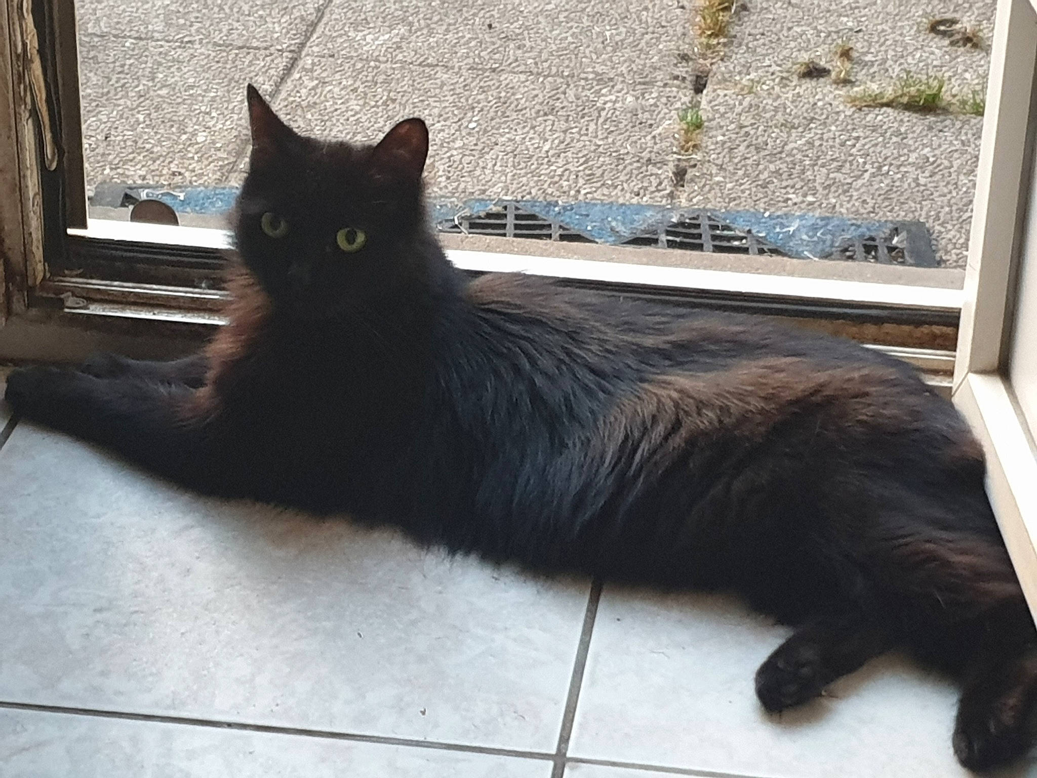 Reglisse a rejoint le concours — aidez-le/la à gagner de superbes lots ! black_cat, bombay, carnivore, cat, domestic_long_haired_cat, domestic_short_haired_cat, felidae, maine_coon, mammal, nebelung, persian, small_to_medium_sized_cats, tail, turkish_angora, vertebrate, whiskers, window